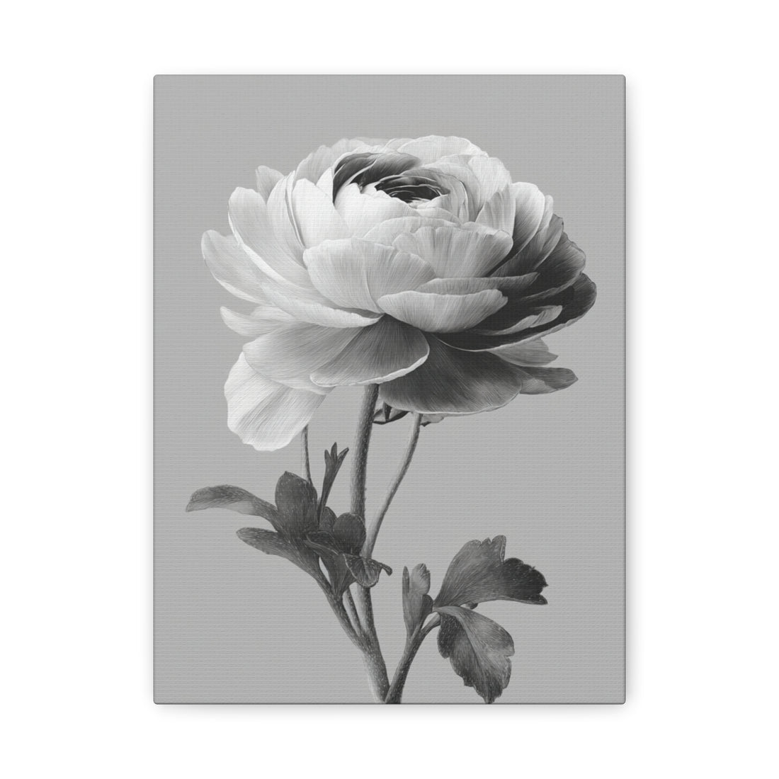 Tableau Noir & Blanc Renoncule