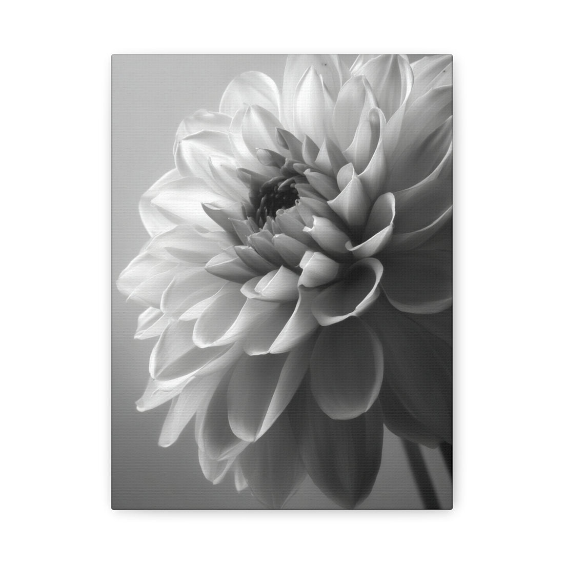 Tableau Noir & Blanc Dahlia