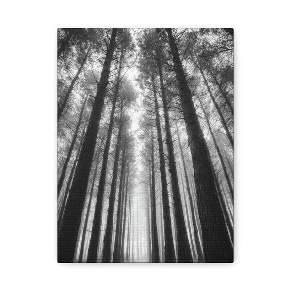 Tableau noir et blanc Sapins