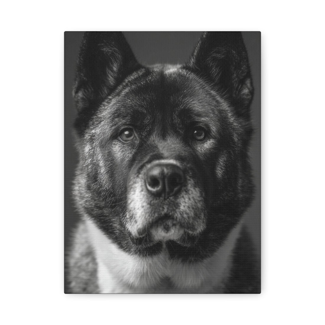 Tableau Noir & Blanc - Akita Americain