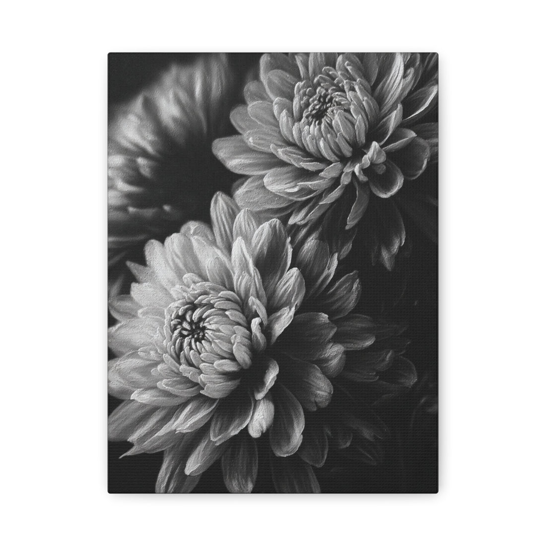 Tableau Noir & Blanc Chrysanthème