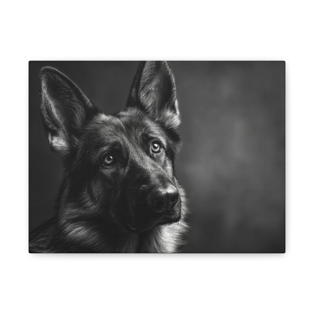 Tableau Noir & Blanc - Berger Allemand