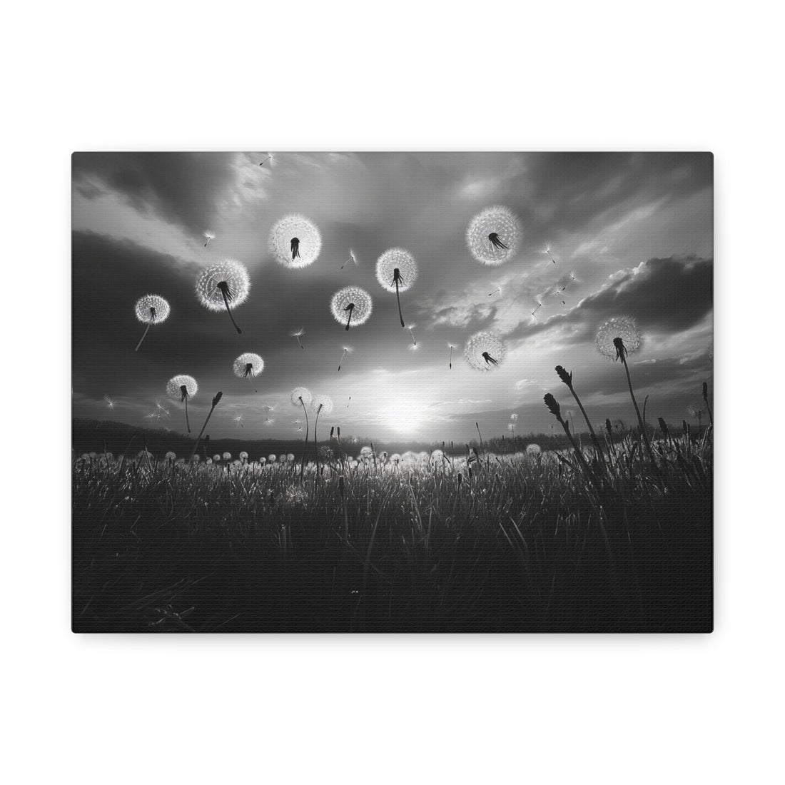 Tableau Noir & Blanc Champs De Pissenlit