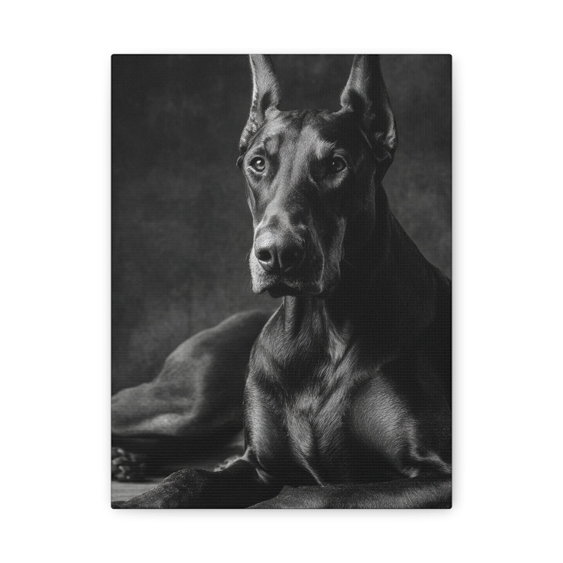 Tableau Noir & Blanc - Doberman Pinscher