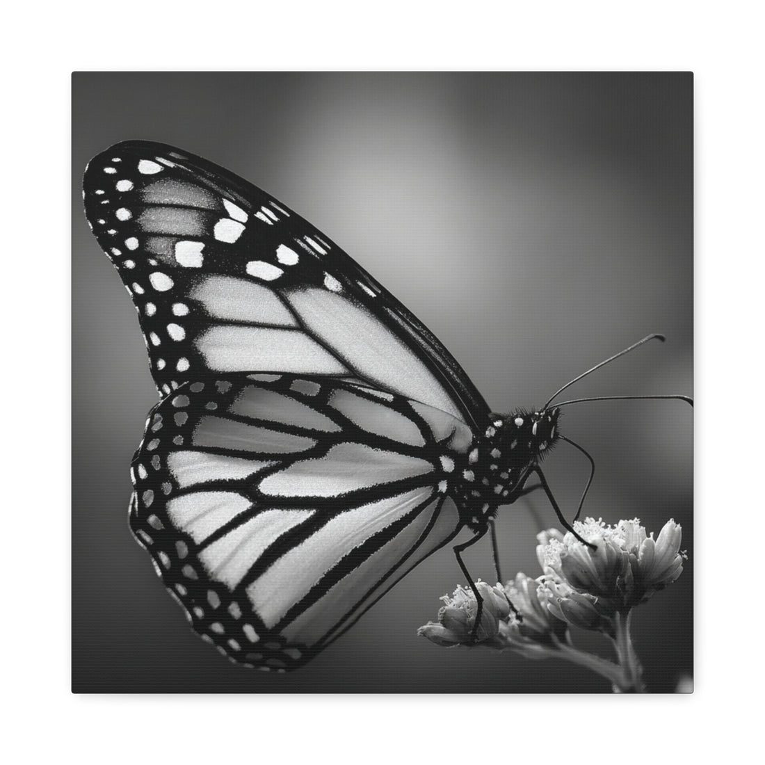 Tableau Papillon Noir & Blanc