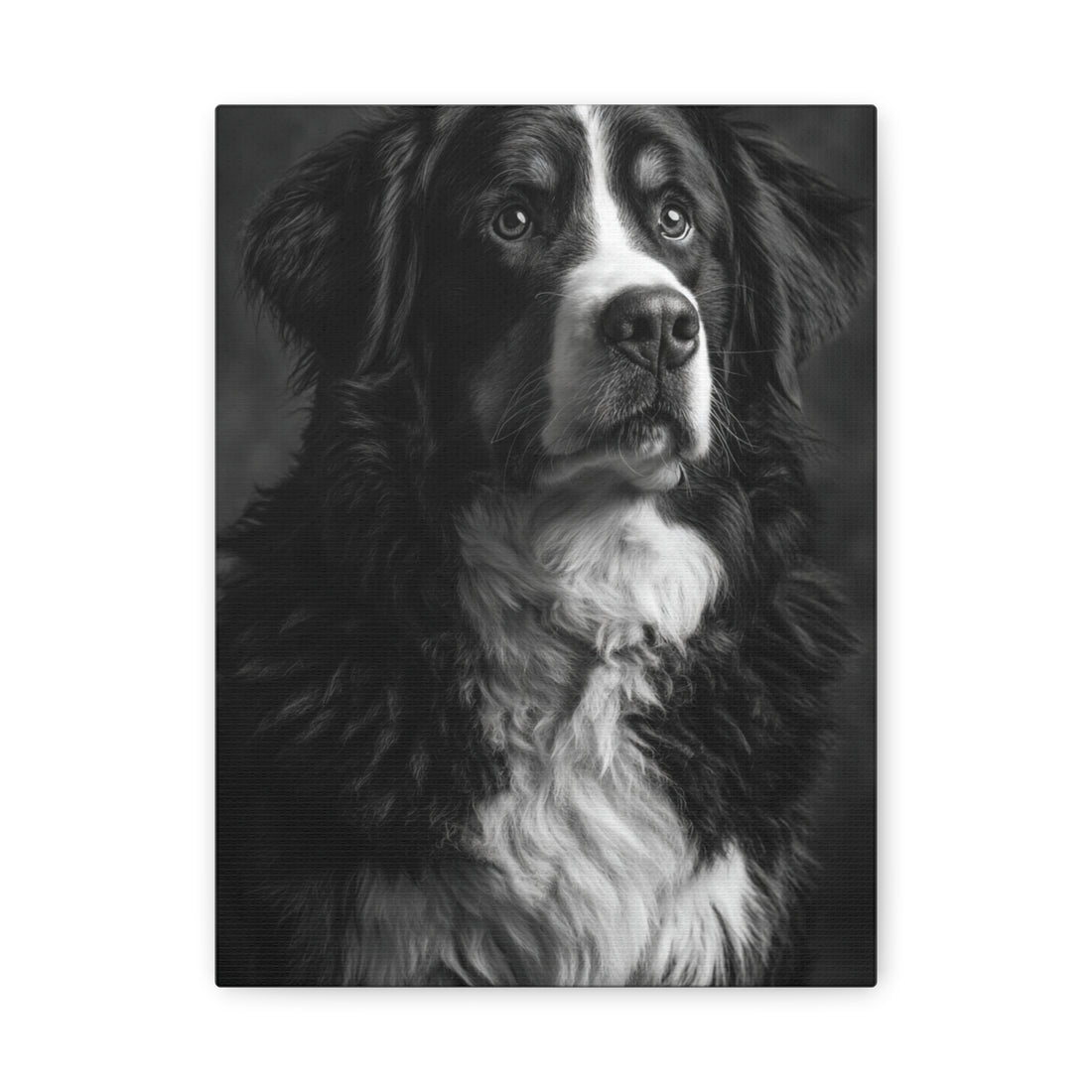 Tableau Noir & Blanc - Bouvier Bernois