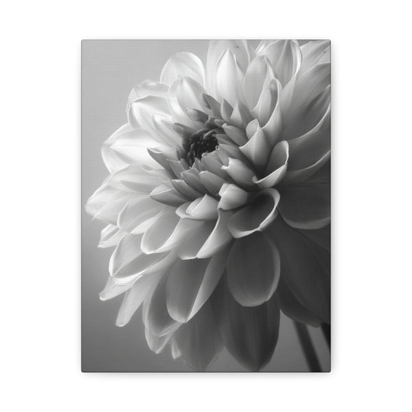 Tableau Noir & Blanc Dahlia