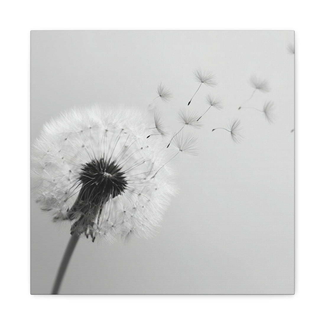 Tableau Noir & Blanc - Pissenlit
