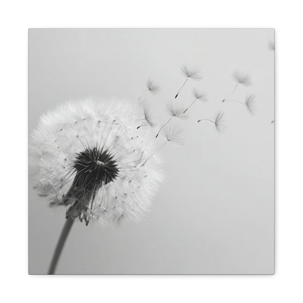 Tableau Noir & Blanc - Pissenlit
