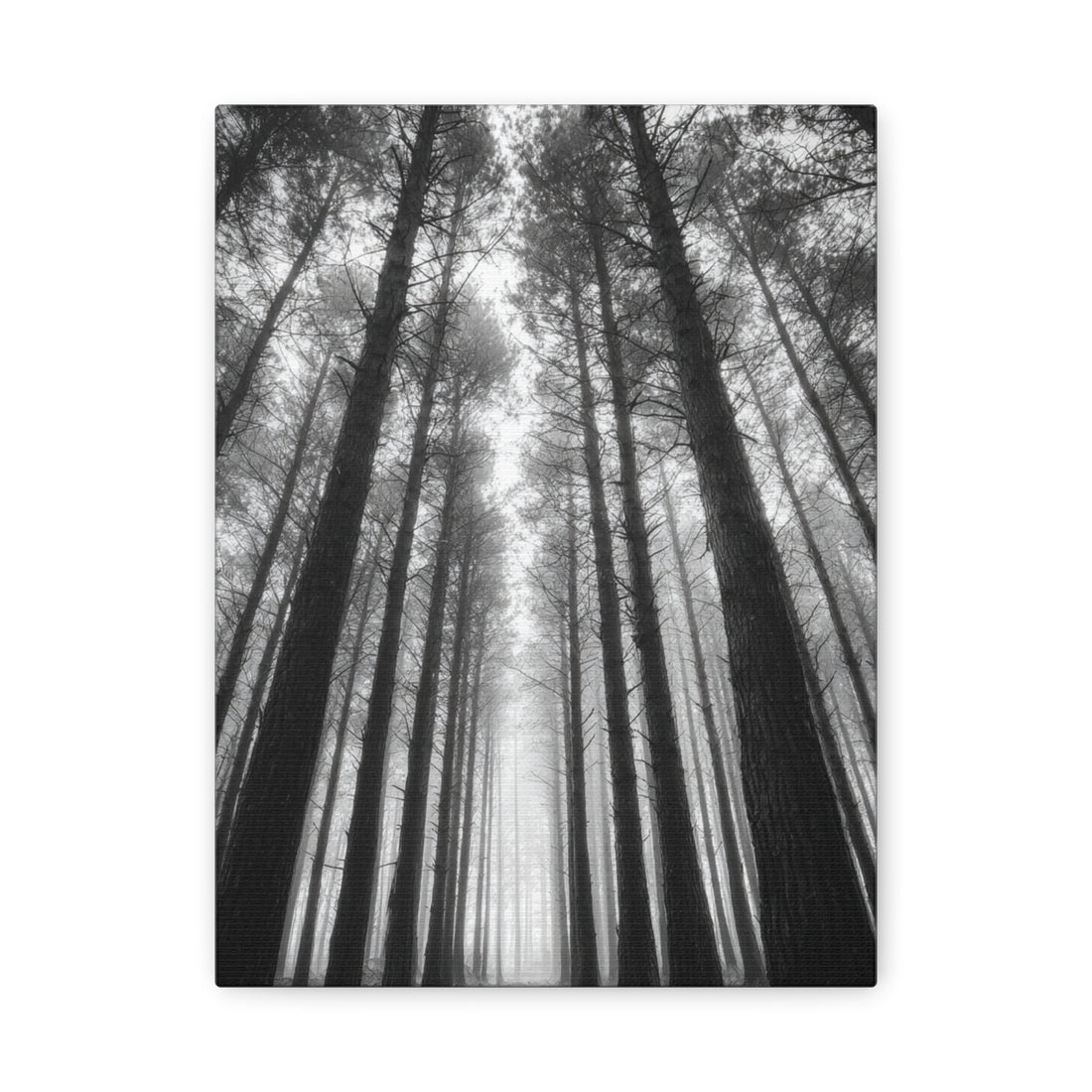 Tableau noir et blanc Sapins