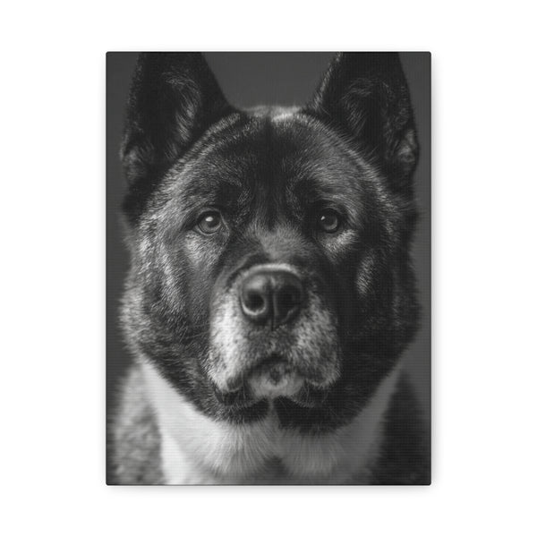 Tableau Noir & Blanc - Akita Americain