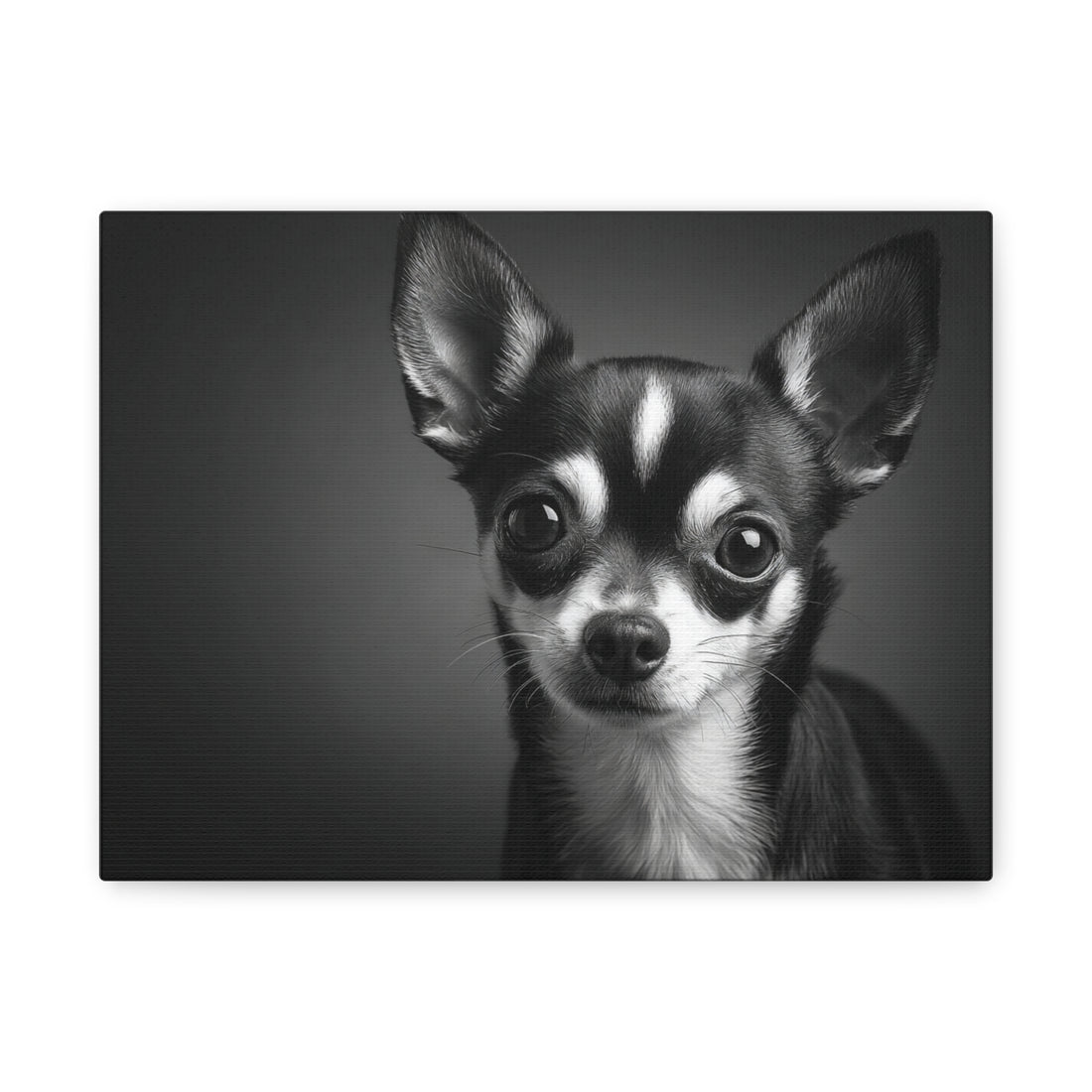 Tableau Noir & Blanc - Chihuahua