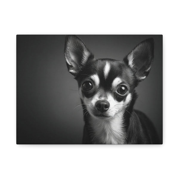 Tableau Noir & Blanc - Chihuahua
