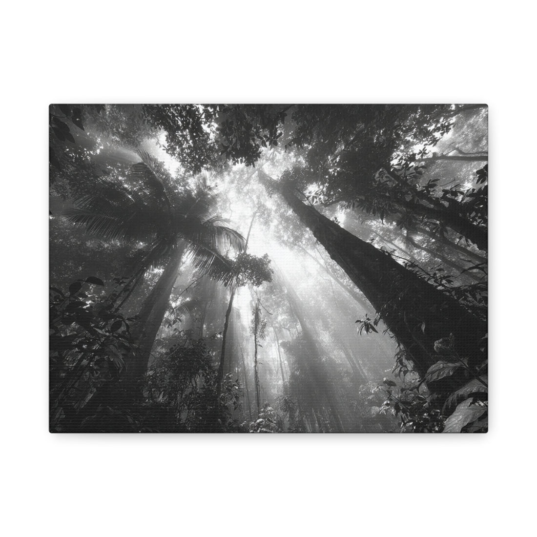 Tableau Noir & Blanc - jungle brésilienne