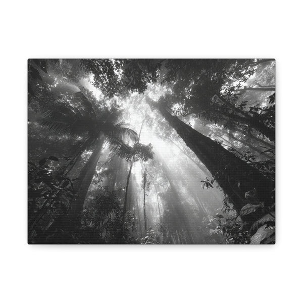 Tableau Noir & Blanc - jungle brésilienne