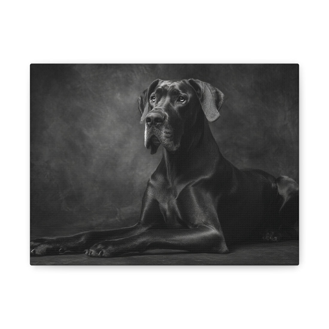 Tableau Noir & Blanc - Grand Danois