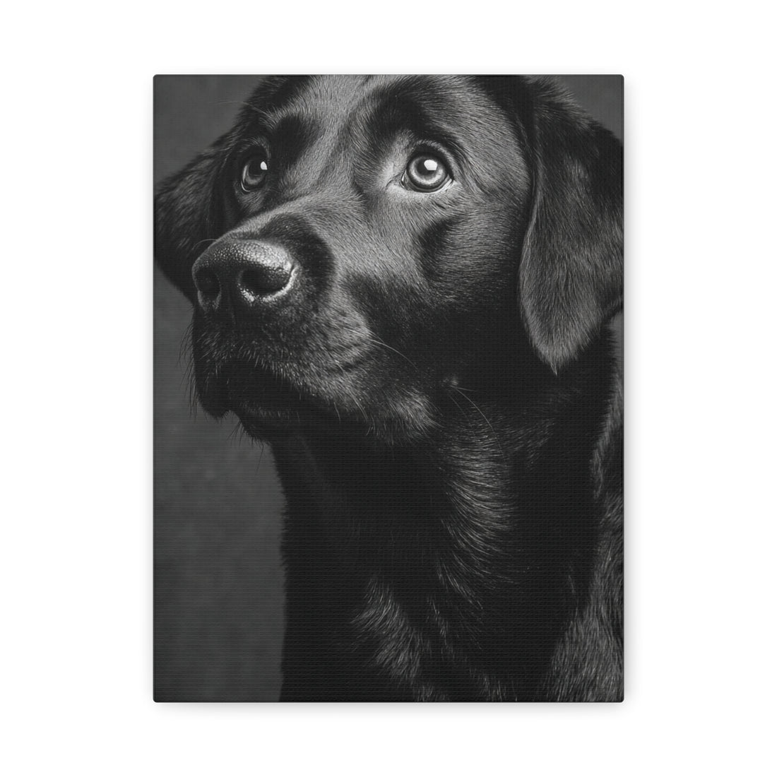 Tableau Noir & Blanc - Labrador Retriever