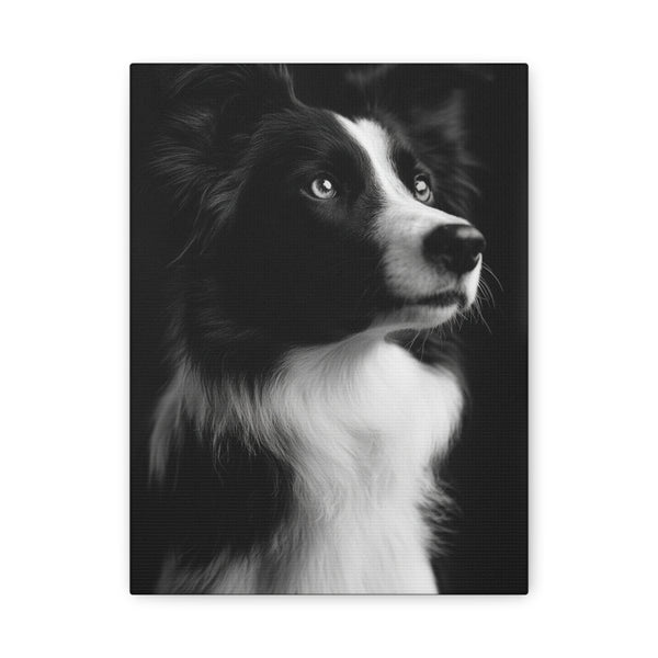 Tableau Noir & Blanc - Border Collie