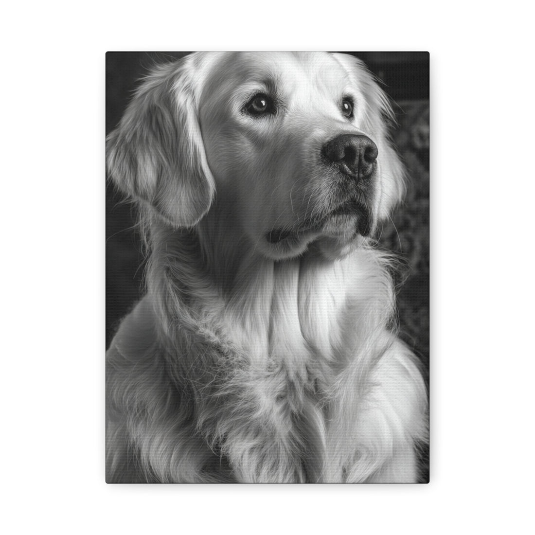 Tableau Noir & Blanc - Golden Retriever