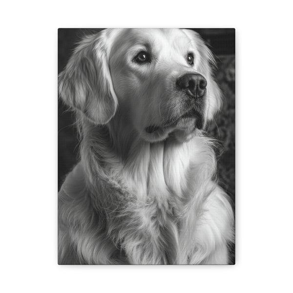 Tableau Noir & Blanc - Golden Retriever