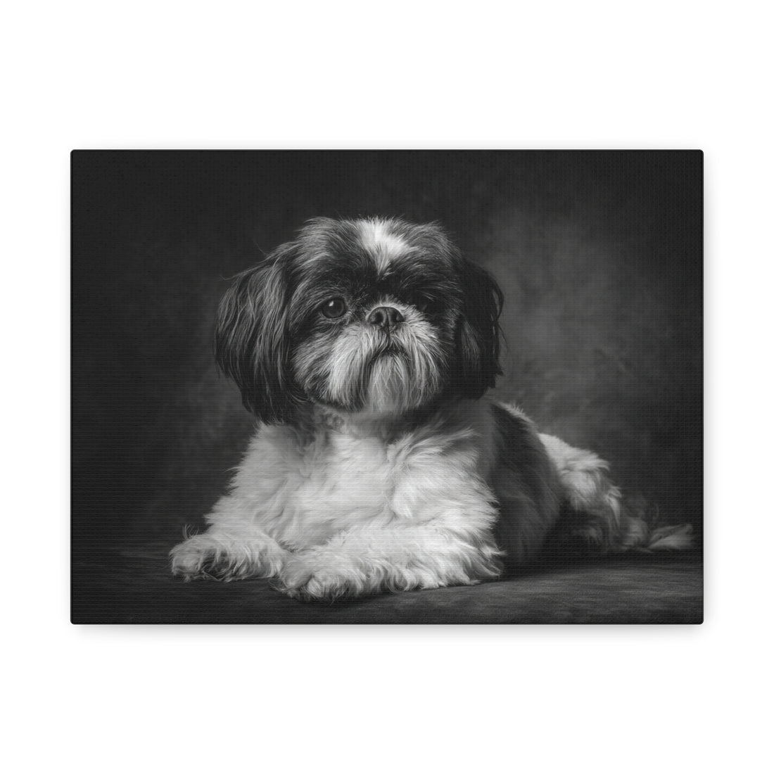 Tableau Noir & Blanc - Shih Tzu