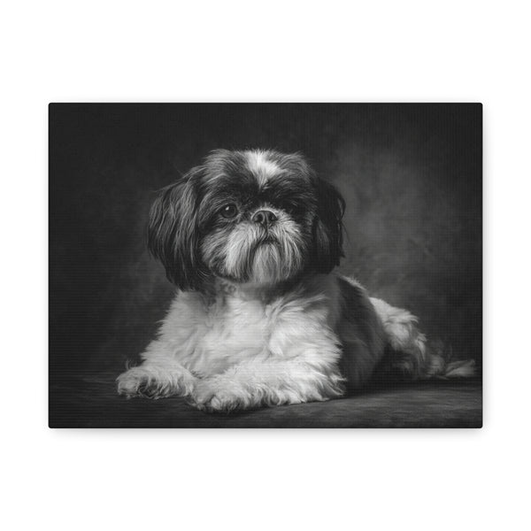 Tableau Noir & Blanc - Shih Tzu