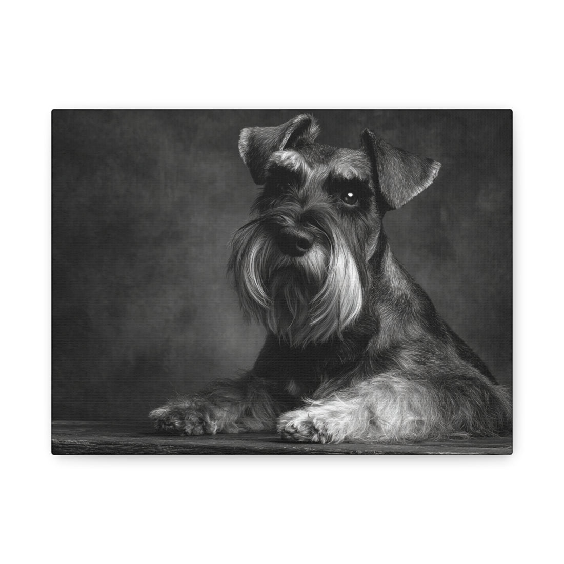 Tableau Noir & Blanc - Schnauzer