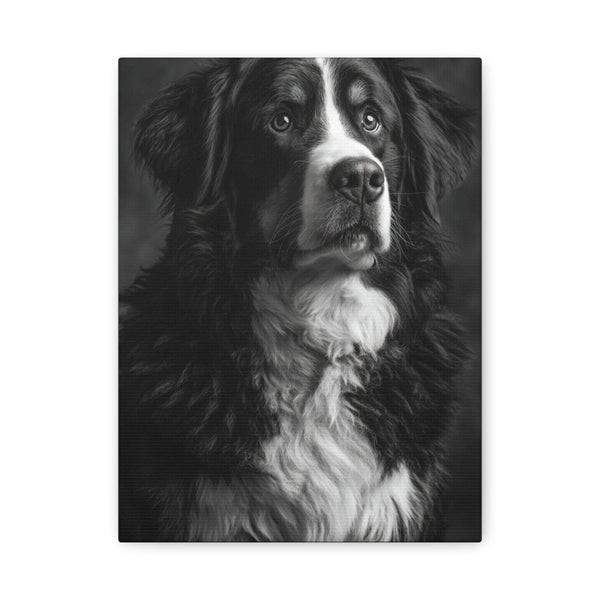 Tableau Noir & Blanc - Bouvier Bernois