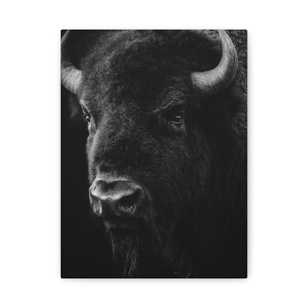 Tableau Noir & Blanc - Buffle