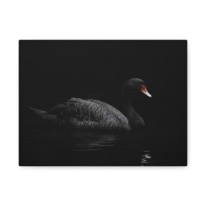 Tableau Cygne Noir