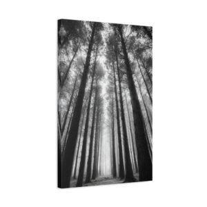 Tableau noir et blanc Sapins