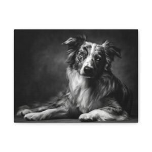 Tableau Noir & Blanc - Australian Shepherd