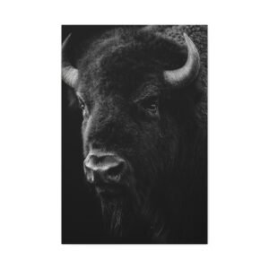 Tableau Noir et Blanc - Buffle