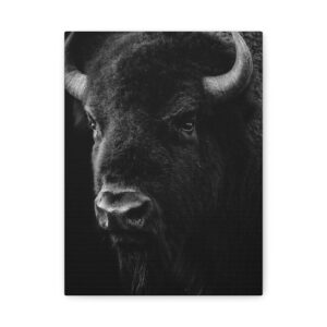 Tableau Noir & Blanc - Buffle