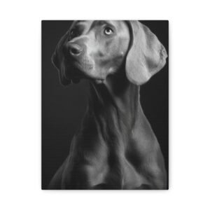Tableau Noir & Blanc - Weimaraner