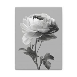 Tableau Noir & Blanc Renoncule