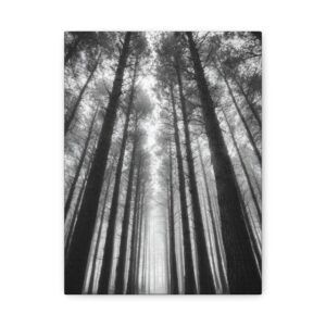 Tableau noir et blanc Sapins