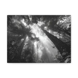 Tableau Noir & Blanc - jungle brésilienne