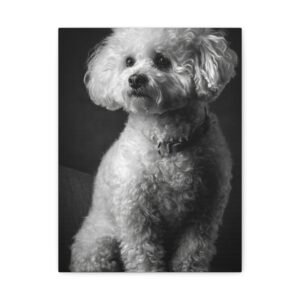 Tableau Noir et Blanc - Bichon Frisé
