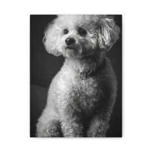 Tableau Noir & Blanc - Bichon Frisé