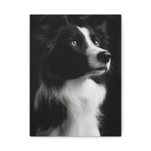 Tableau Noir & Blanc - Border Collie