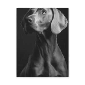 Tableau Noir et Blanc - Weimaraner